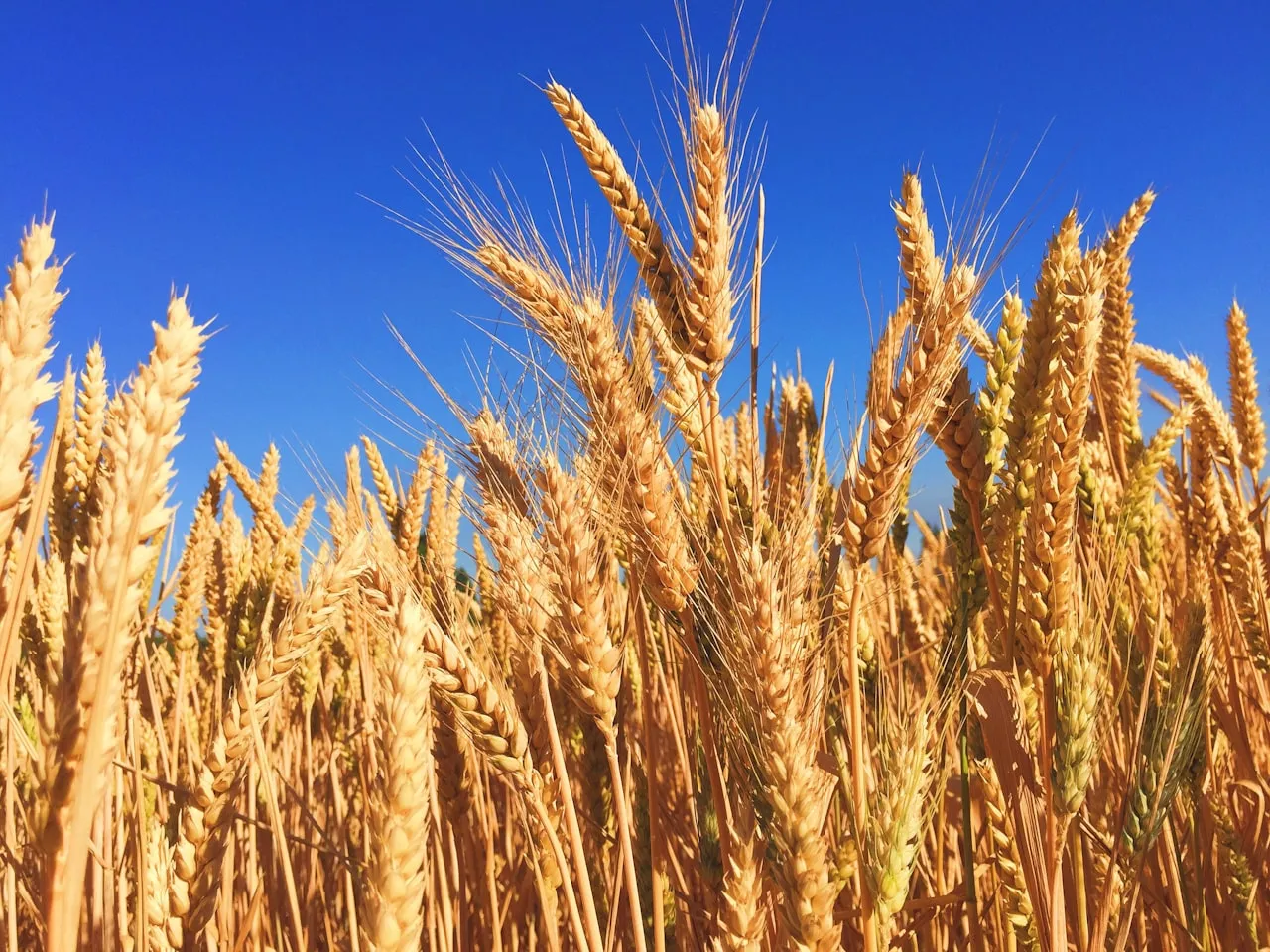 Golden wheat field — the dawn of agriculture and civilization